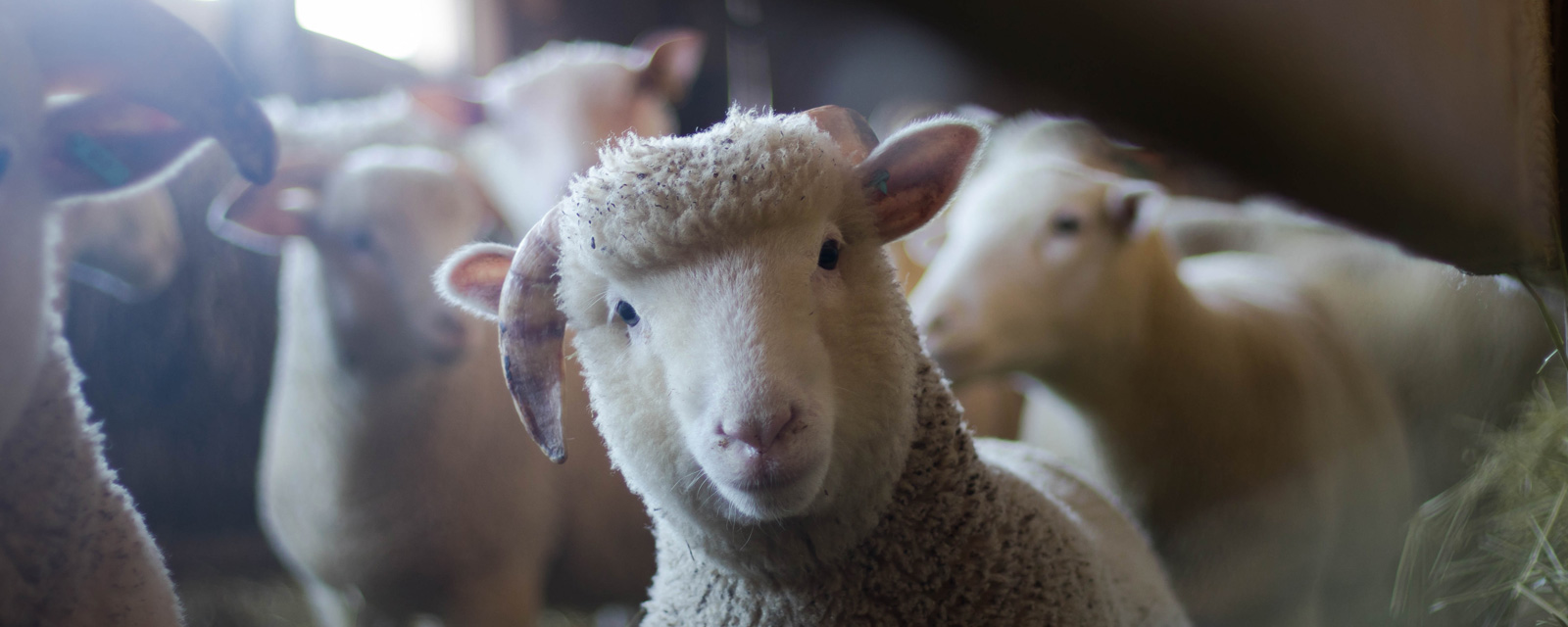 Aide aux petits investissements en élevage ovin/caprin